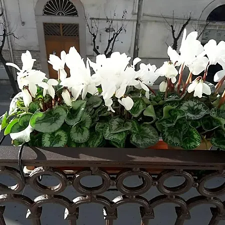 فندق مبيت وإفطار Saffi 3*
