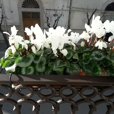 Saffi Canosa di Puglia